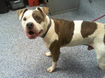 Pit Bull Terrier Dogs Available for Adoption in Charlotte, North Carolina - BLAKE | PetCurious