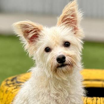 Sinker - terrier poodle mix cutie -  Terrier and Poodle Dog for Adoption in Hondo, Texas - Sinker - Terrier Poodle Mix Cutie | PetCurious