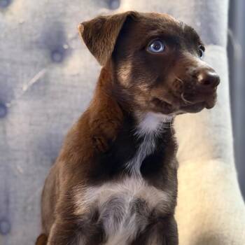 Cranberry -  Shepherd and Husky Dog for Adoption in Las Vegas, Nevada - Cranberry | PetCurious