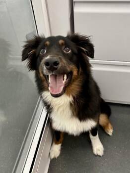 Dizzy -  Border Collie Dog for Adoption in New Orleans, Louisiana - Dizzy | PetCurious