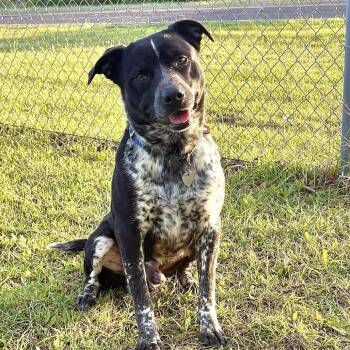 Australian Cattle Dog Blue Heeler Dogs Available for Adoption - Clyde | PetCurious