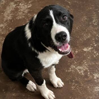 Border Collie and Mixed Breed Dogs Available for Adoption in Tulsa, Oklahoma - Lemmy | PetCurious