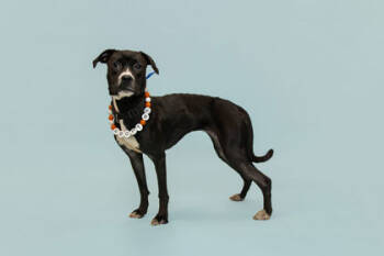 Rescue Mixed Breed Dogs for Adoption in Knoxville, Tennessee - Juniper | PetCurious