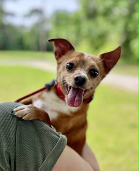 Chihuahua Dogs Available for Adoption in Gulfport, Mississippi - Peanut | PetCurious