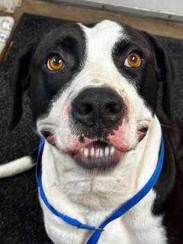 BUTCH CASSIDY -  American Bulldog Dog for Adoption in Cullman, Alabama - BUTCH CASSIDY | PetCurious