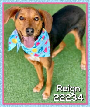 REIGN -  Hound Dog for Adoption in Marietta, Georgia - REIGN | PetCurious