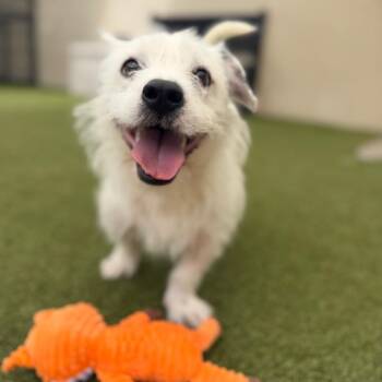 Mixed Breed Dogs Available for Adoption - Sprock | PetCurious