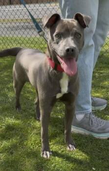 Terrier Dogs Available for Adoption in Wantagh, New York - Petra | PetCurious