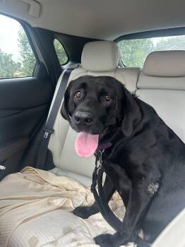 Molly-Not Accepting Applications Yet -  Black Labrador Retriever Dog for Adoption in Medina, Ohio - Molly-Not Accepting Applications Yet | PetCurious