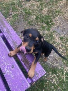 Rottweiler and Mixed Breed Dogs Available for Adoption in Hobart, Indiana - Cricket | PetCurious
