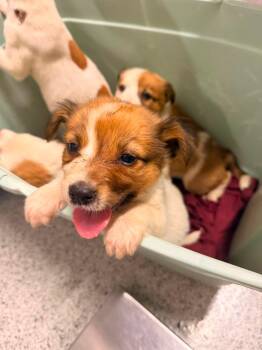 Crease -  Jack Russell Terrier and Parson Russell Terrier Dog Available for Adoption in Holly Springs, North Carolina - Crease | PetCurious