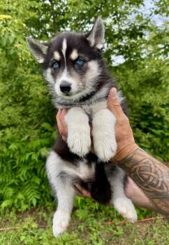 Sage -  Husky Dog for Adoption in Iron Ridge, Wisconsin - Sage | PetCurious