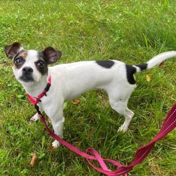 Crouton -  Mixed Breed Dog for Adoption in Pittsburgh, Pennsylvania - Crouton | PetCurious