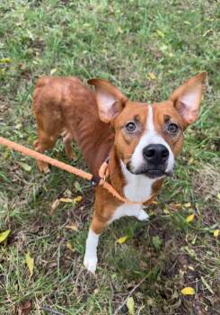 Beans -  Australian Cattle Dog Blue Heeler and Pit Bull Terrier Dog for Adoption in Stillwater, Oklahoma - Beans | PetCurious