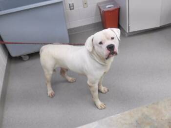 HERBERT -  American Bulldog and Mixed Breed Dog for Adoption in Omaha, Nebraska - HERBERT | PetCurious