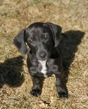 Dachshund and Retriever Dogs Available for Adoption - Oscar | PetCurious