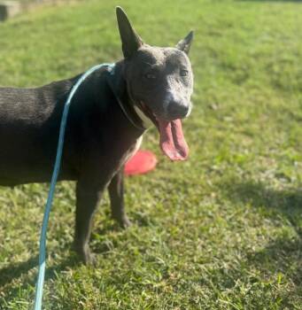 Ember -  Mixed Breed Dog for Adoption in Orangeburg, South Carolina - Ember | PetCurious