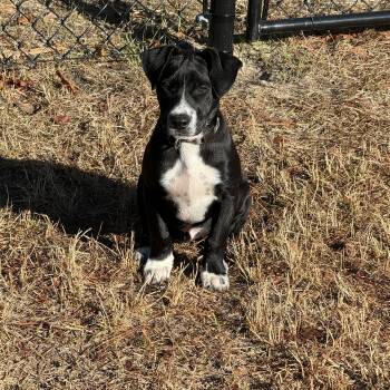 Black Labrador Retriever and Pit Bull Terrier Dogs Available for Adoption - Rune | PetCurious