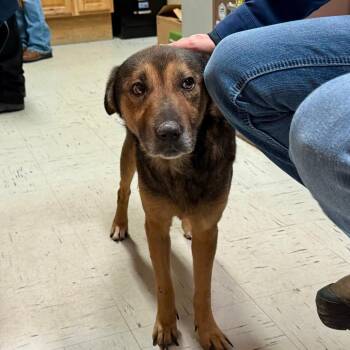 Shepherd and Mixed Breed Dogs Available for Adoption in Kerrville, Texas - Stanley | PetCurious