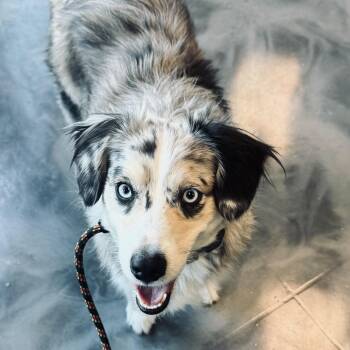 Skye -  Australian Shepherd Dog for Adoption - Skye | PetCurious