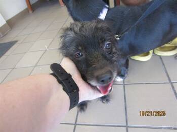 Rescue Terrier Dogs for Adoption in Ocala, Florida - PEGGY | PetCurious