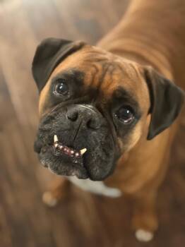 Boxer Dogs Available for Adoption in Richboro, Pennsylvania - Charley | PetCurious
