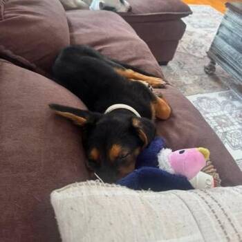 Buffy -  Shepherd and Australian Cattle Dog Blue Heeler Dog for Adoption in Dayton, Ohio - Buffy | PetCurious
