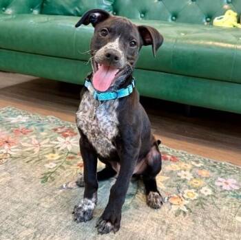 Nero Roo Good Time Cutie -  German Shorthaired Pointer and Pit Bull Terrier Dog for Adoption in Friendswood, Texas - Nero Roo Good Time Cutie | PetCurious