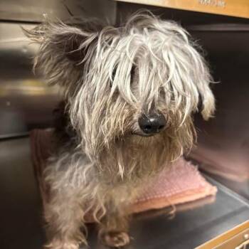 Miniature Poodle and Terrier Dogs Available for Adoption in Ottawa, Kansas - Ladybug | PetCurious