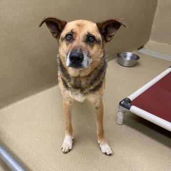 Owsley -  Shepherd Dog for Adoption in Monroe, Georgia - Owsley | PetCurious