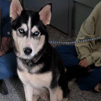 Husky Dogs Available for Adoption in Greenville, South Carolina - Floff Master | PetCurious