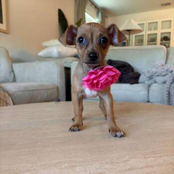 Chihuahua Dogs Available for Adoption in Martinez, California - Audra | PetCurious