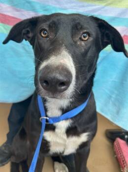 Rescue Labrador Retriever and German Shepherd Dog Dogs for Adoption in Chula Vista, California - MAGGIE | PetCurious