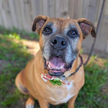 Rescue Boxer Dogs for Adoption in Tacoma, Washington - Tonka | PetCurious