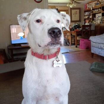 Snowy -  Labrador Retriever Dog for Adoption in Houston, Texas - Snowy | PetCurious