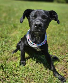 Trinket -  Pit Bull Terrier Dog Available for Adoption in Broken Arrow, Oklahoma - Trinket | PetCurious