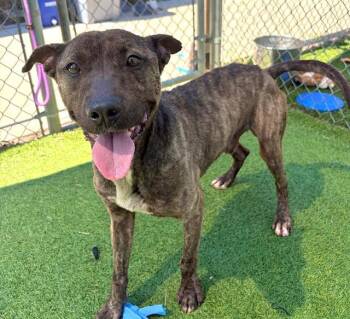 CHILI -  Mixed Breed Dog for Adoption in Columbia, South Carolina - CHILI | PetCurious
