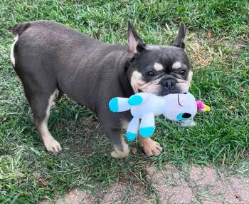 Jumbo Lump -  French Bulldog Dog for Adoption in Salisbury, Maryland - Jumbo Lump | PetCurious