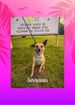 Savannah -  Shepherd Dog for Adoption in Monticello, Indiana - Savannah | PetCurious