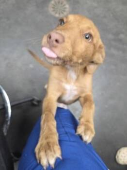 06862B Flower -  Labrador Retriever and Mixed Breed Dog for Adoption in North Charleston, South Carolina - 06862B Flower | PetCurious