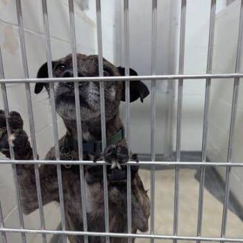 Fitzgerald -  Mixed Breed Dog for Adoption in Jeffersonville, Indiana - Fitzgerald | PetCurious