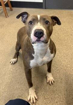 Whopper -  Pit Bull Terrier Dog for Adoption in Cleveland, Ohio - Whopper | PetCurious