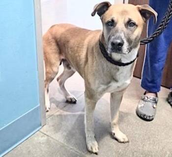 ACE -  Belgian Shepherd Malinois and Mixed Breed Dog for Adoption in Houston, Texas - ACE | PetCurious