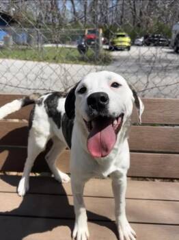 Great Pyrenees Dogs Available for Adoption in Lafayette, Indiana - Cookie | PetCurious