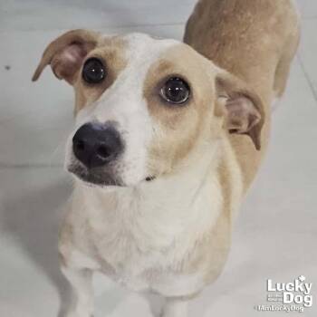 Labrador Retriever and Beagle Dogs Available for Adoption in Washington, District Of Columbia - Dana | PetCurious