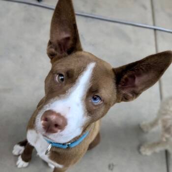 Rescue Shepherd and Husky Dogs for Adoption in San Diego, California - Sparky | PetCurious