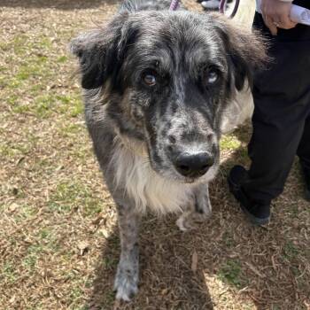 Australian Shepherd and Great Pyrenees Dogs Available for Adoption - Deville | PetCurious