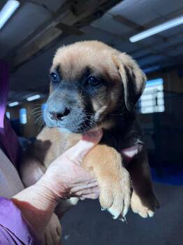 Labrador Retriever and Shepherd Dogs Available for Adoption - Athabasca | PetCurious