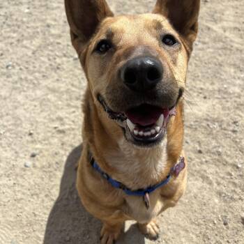 Cardigan Welsh Corgi and German Shepherd Dog Dogs Available for Adoption in Buena Vista, Colorado - Willie | PetCurious