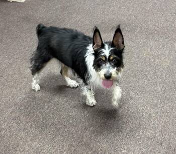 Roody -  Terrier and Schnauzer Dog for Adoption in South Bend, Indiana - Roody | PetCurious